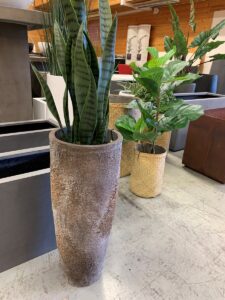 Dax Oyster med sansevieria.
