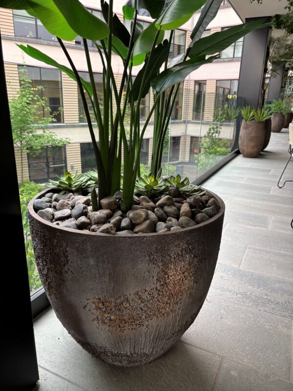 Plantekasse Oyster Jesslyn