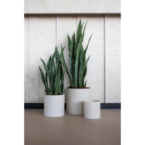 Sansevieria F1007