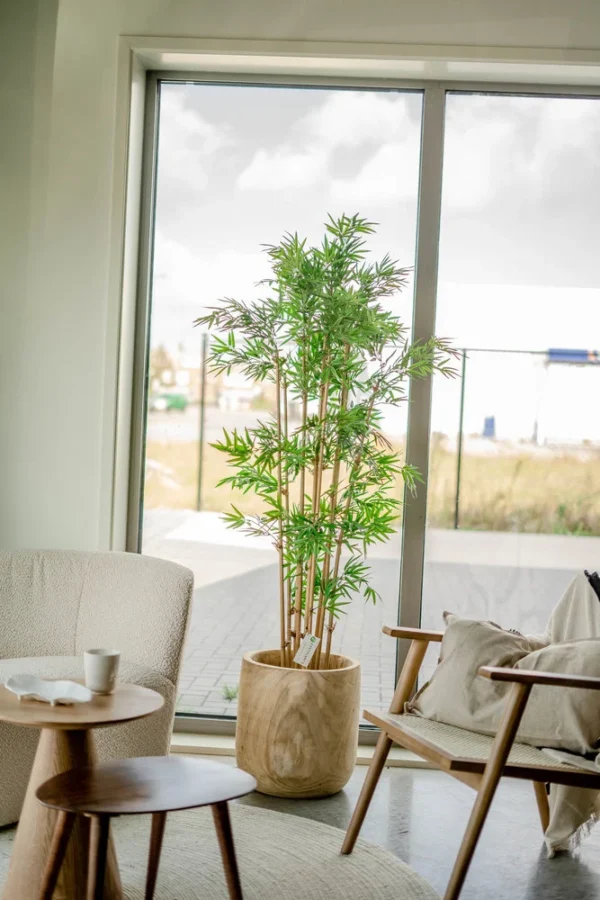 Kundebilde av unstig plant Japansk Bambus 170 cm