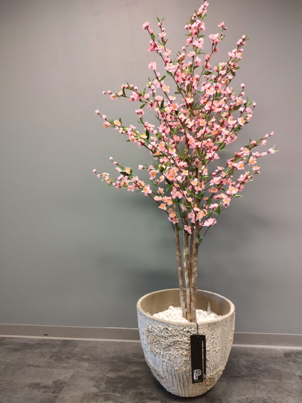 kirsebørtre rosa med Jesslyn potte