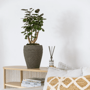 Umber Brown
