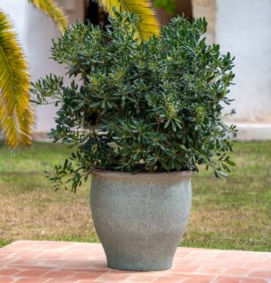 Rustic Green