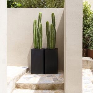 Kombinasjonspakke Bouvy M + cactus San Pedro