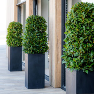 Plantekasse Bouvy
