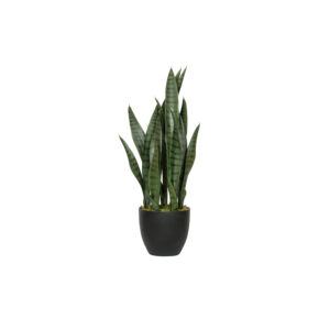Sansevieria M, Green F1007-85-91