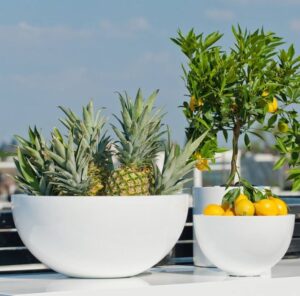 Potte Vic Bowl