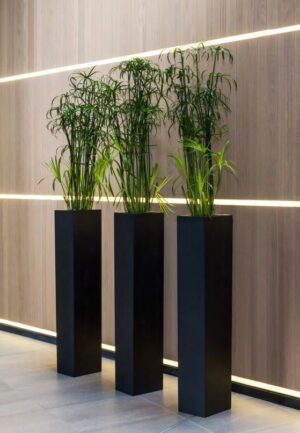 Plantekasse Yang