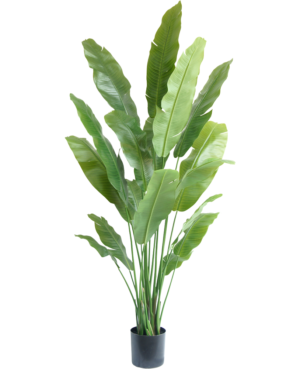 Kunstige planter Strelitzia Nicolai 195 cm