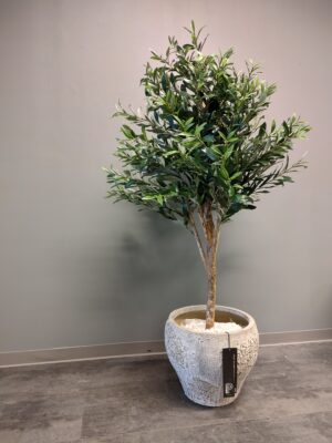 Oliventre 150cm med Claire potte.