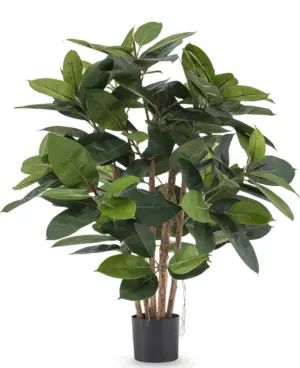 Gummifikus 90 cm 22803